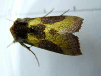 Burnished Brass